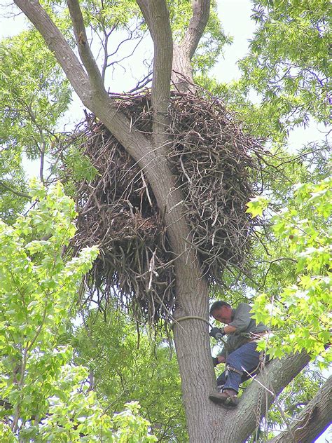 High In Their Treetop Nests This Biologist Discovered The Truth About