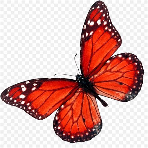 Top free images & vectors for shutterstock in png, vector, file, black and white, logo, clipart, cartoon and transparent. Butterfly Stock Photography Shutterstock, PNG, 1000x1000px ...