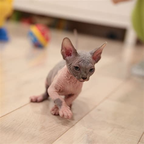 Find kittens for sale in cats & kittens for rehoming | 🐱 find cats and kittens locally for sale or adoption in ontario : Sphynx Kittens for Sale in New York | SPHYNX.NYC