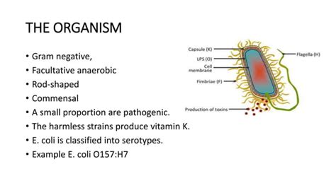 Enterohemorrhagic Escherichia Coli Infections Ppt Free Download