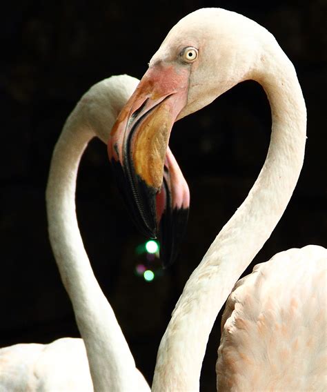 Free Stock Photo 5334 Flamingo In Love Freeimageslive