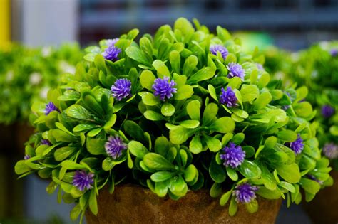 They make walking through the garden a delight for more than just the eyes. Free Free Stock Photos of small purple flower vase Stock ...