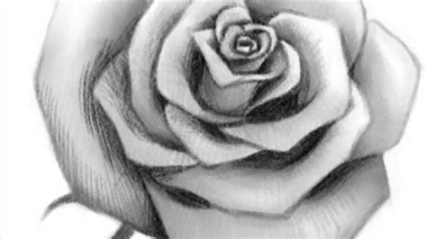 How To Draw An Open Rose Youtube