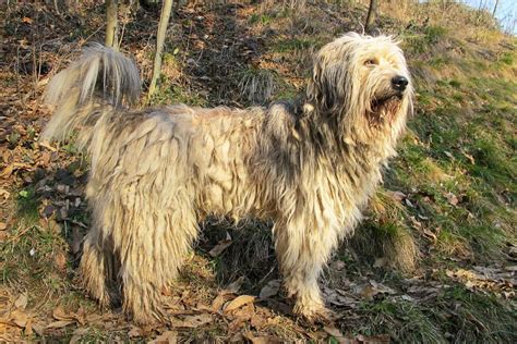 Bergamasco Sheepdog Dog Breed Characteristics And Care