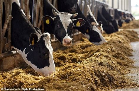 Its The Last Straw Britain Faces A Hay Shortage As Wet Spring Forces Farmers To Use It Up