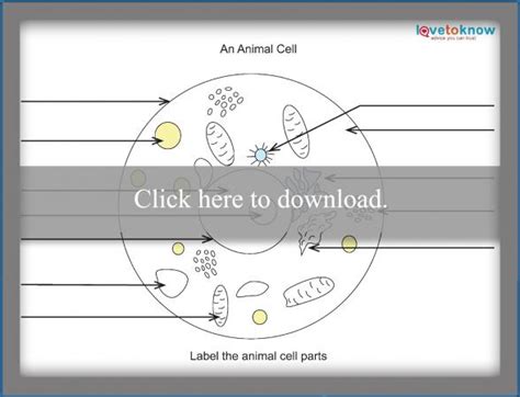 Animal cell fill in the blank. Basics of Animal Cell Biology | LoveToKnow