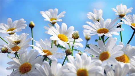 Summer Flowers Wallpapers Top Free Summer Flowers Backgrounds