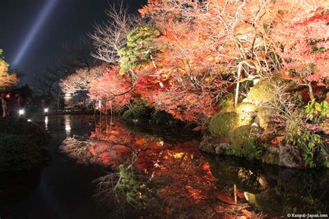 Koyo Japanese Maple Trees Red Leaves Momijigari Contemplating