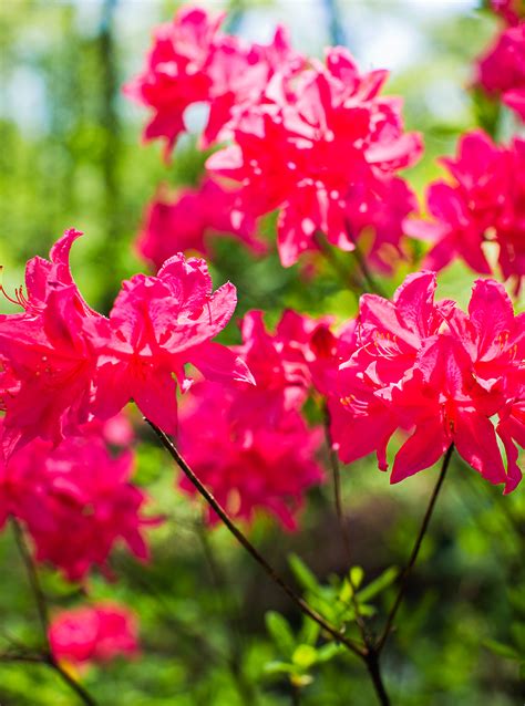Check spelling or type a new query. Flowering Shrubs by Season | Better Homes & Gardens