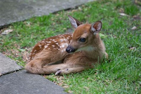 Ann Brokelman Photography Fawns And A Few Deer In The Wrong Place