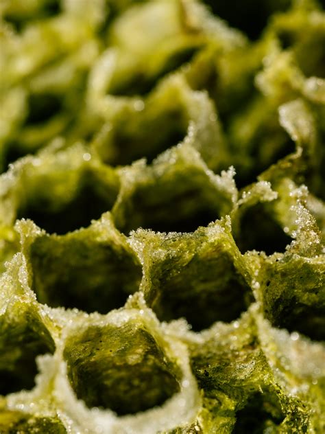 Green Honeycomb Martha Lucia Photography