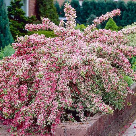 How To Grow Weigela Variegata For Stunning Foliage And Blooms