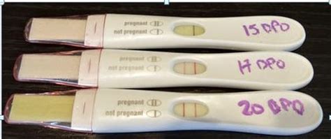 First Response Early Response Pregnancy Test Pink Dye