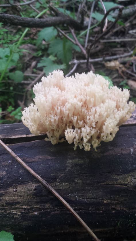 Coral Fungus Id Mushroom Hunting And Identification Shroomery