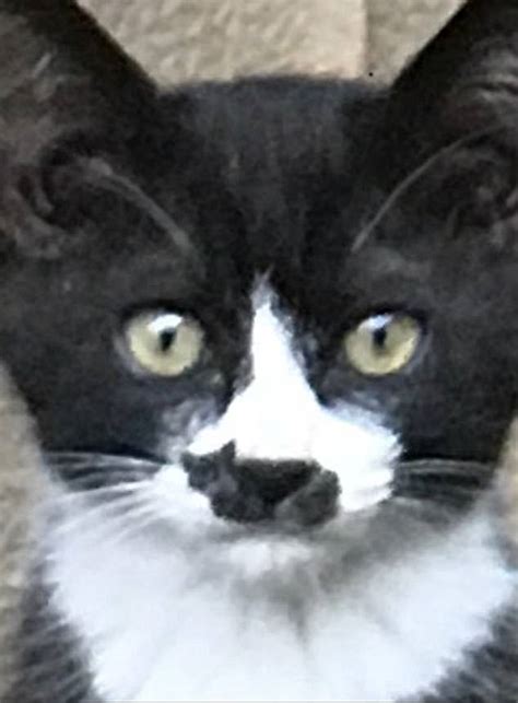 'beckoning cat') is a common japanese figurine which is often believed to bring good luck to the owner. Japanese cat has silhouette of itself on its own nose ...