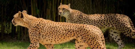All About The Cheetah Physical Characteristics Seaworld Parks
