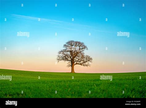 Lone Tree At Sunset Stock Photo Alamy