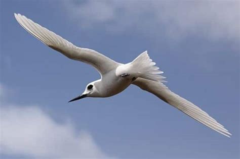 25 Elegant White Birds Around The World With Pictures Wild Explained