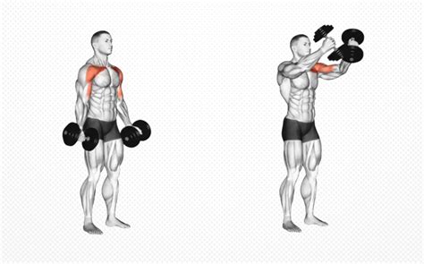 Standing Dumbbell Fly Guide How To Benefits Muscles Worked