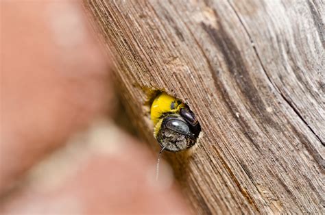 What Are Carpenter Bees Missouri Pest Control Expert Explains