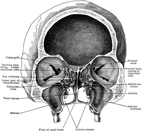 Frontal Section Of Skull Showing Nasal Cavity Clipart Etc