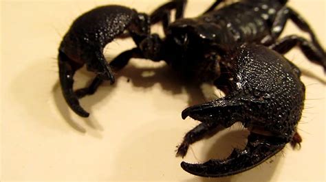 Emperor Scorpion Pandinus Imperator Youtube