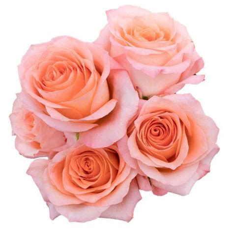 Free Delivery Premium Coral Reef Orange Roses Flowers Near Me