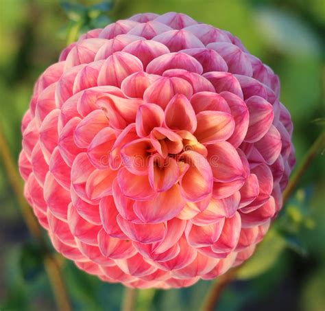 Peach Pink Dahlia Flower Close Up Stock Photo Image Of Fine Floral