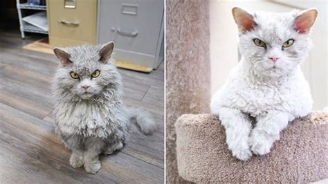This Cats Bitchy Resting Face Is Even Better Than Grumpy Cats Photos