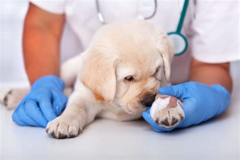 Dog Wound Care And Healing Stages