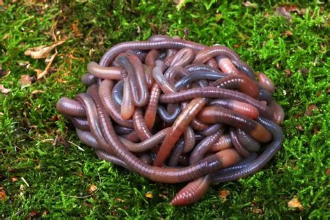 Types Of Garden Worms Gardenia Organic
