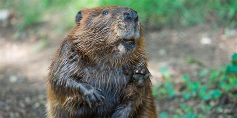 8 Facts To Celebrate International Beaver Day Smithsonians National