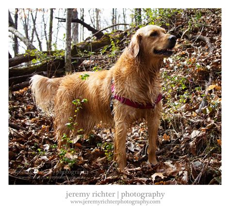 Jeremy Richter Photography Blog Darby Surveying The Landscape