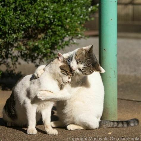 A Photographer Captures Adorable Street Cats Of Japan Part 2
