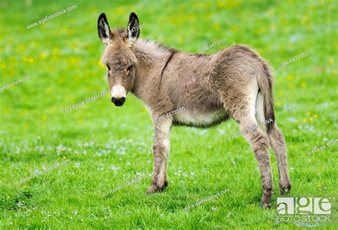 Domestic Donkey Equus Asinus Asinus Foal Germany Stock Photo