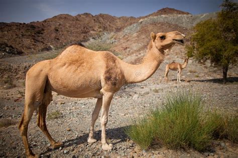Camello En El Desierto Foto De Archivo Imagen De Sonriente 24153654