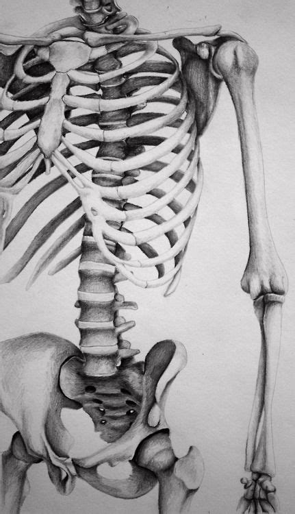 Hundreds of drawings illustrate both the underlying structure and the exterior of the. Skeleton Pencil Drawing … | Anatomy art, Skeleton drawings ...