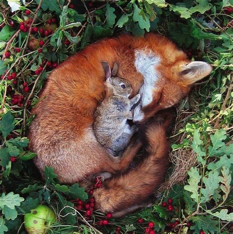 Couple Fox Rabbit Love Disney Image 4166779 By Kristyd On