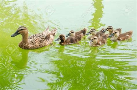 Todays Visitors Mother Duck Followed By Nine Ducklings Ducks Are A