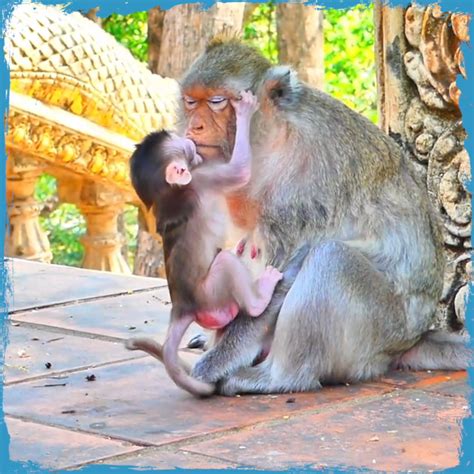 My God Super Gorgeous Monkey Baby Is Comforting Her Mother To Request