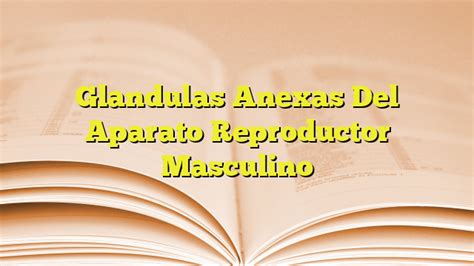 Glandulas Anexas Del Aparato Reproductor Masculino Imagenes Graficos