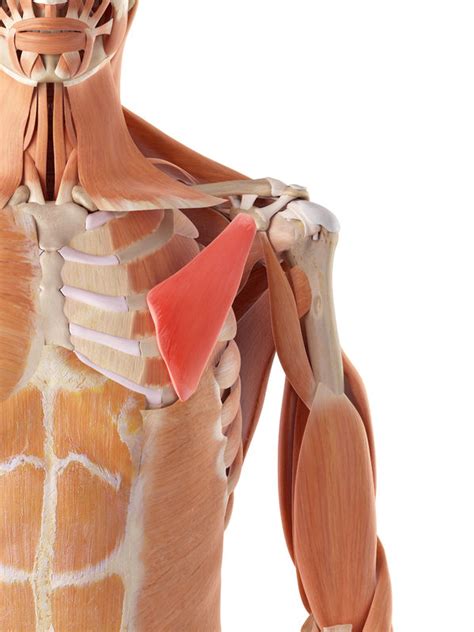 Muscles to Lengthen for Better Posture - Posture Possible
