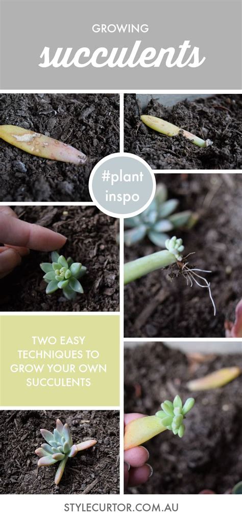 Learn How To Grow Succulents Two Techniques For Beginners Succulents