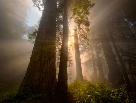 Redwoods California Beautiful Landscape Photography Beautiful