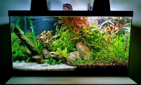Maybe you would like to learn more about one of these? unbelievable low tech, no CO2 aquascape | Live aquarium ...