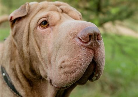 Shar Pei Dog Breed Guide Checking Out Their Pros And Cons Curly