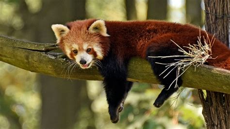 Red Panda Earth Blog