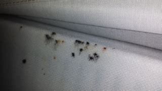 See bed bug signs & symptoms on mattresses & signs of bed bug bites. How to Check for Bedbugs - KnowBedBugs