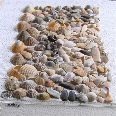 167 Natural Sea Shells Shell Fragments Art Mosaic Craft Etsy