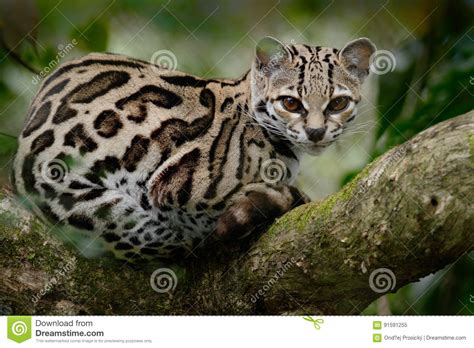 Wilde Kat Van Costa Rica Margay Leopardis Wiedii Mooie Kattenzitting